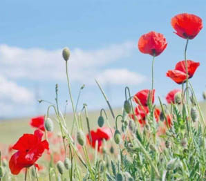 河北唯創未來教育科技有限公司www.youyuewx.com是一個(gè)提供沣東企業(yè)信息查詢，沣東企業(yè)形象展示，沣東企業(yè)産品推廣等服務的(de)綜合性的(de)沣東企業(yè)信息網。